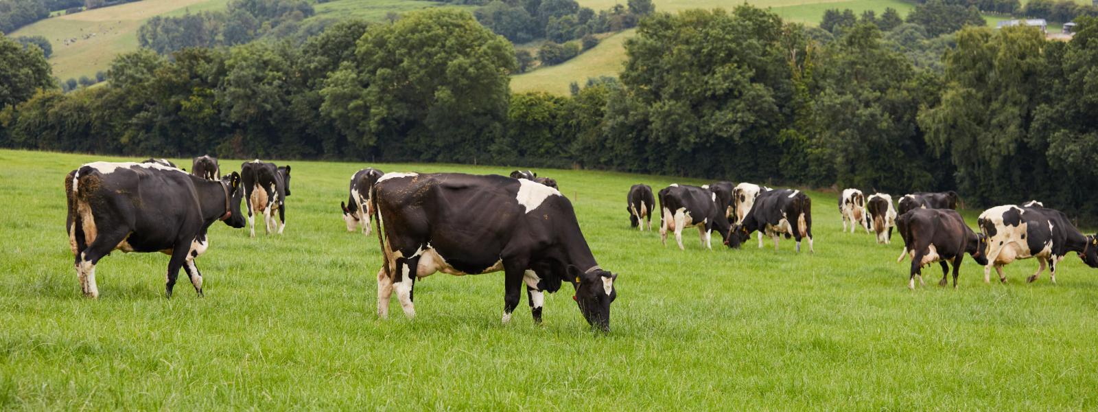 Grass-fed-cows